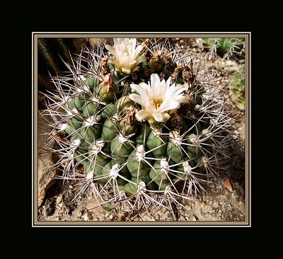 Cactus with Flower