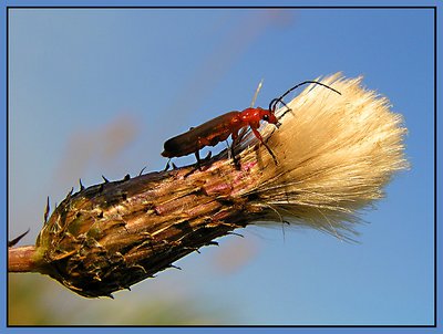 Rhagoycha fulva (Soldaatje)