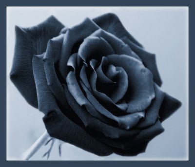 Blue rose(for Alexey Sapa)