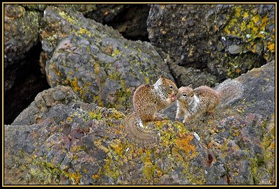 Love on the Rocks