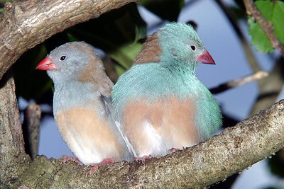 Pair