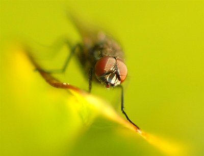 Close Encounter