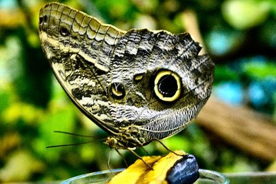 ButterflyII