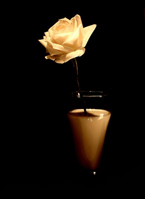 White Rose in Milk