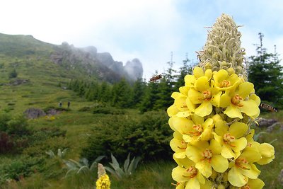 Yellow Flower 1