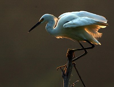 Snowy Egret at Sunrise