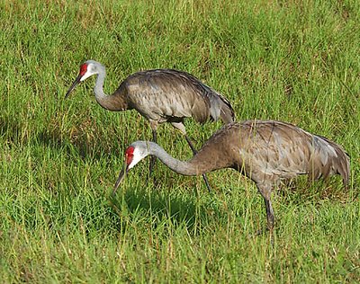 Sandhill Cranes