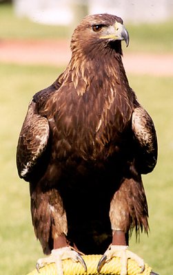 Golden Eagle