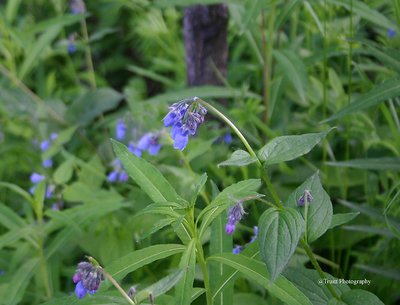 Alaskan Violets