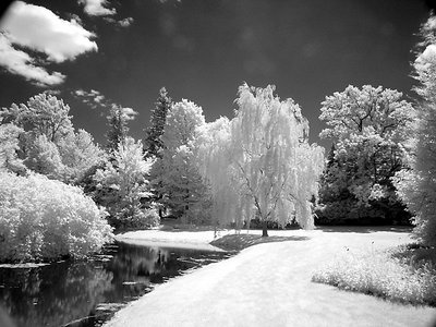 Dow Gardens Landscape #2