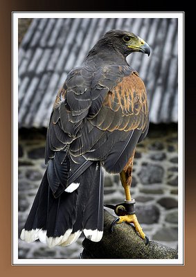 Harris hawk looking grumpy!