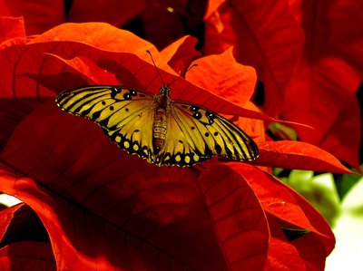 Butterfly in Red