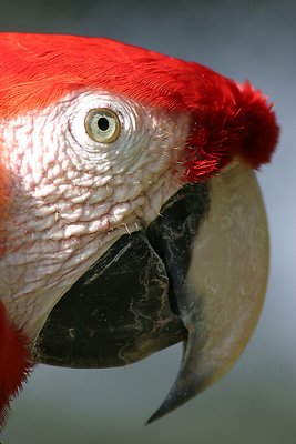 Guacamaya