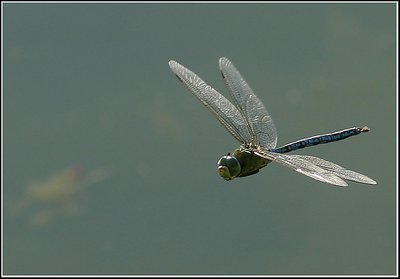 Dragonfly In Flight