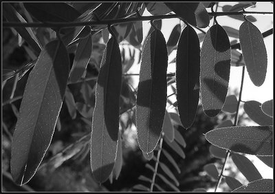 Leaves in Shadow