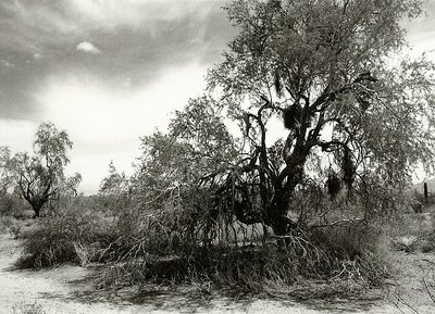 Desert Tree