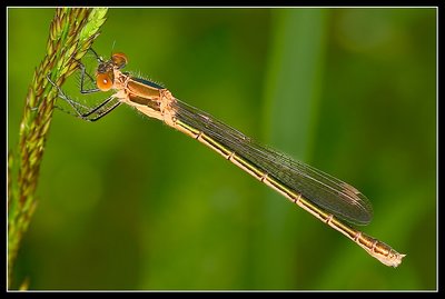 Lestes Sponsa