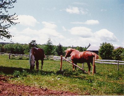 Two Horse Field