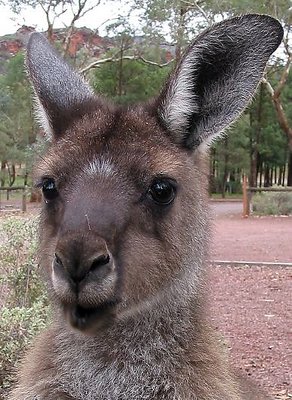 Kangaroo