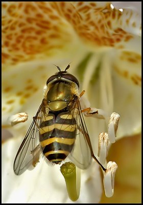 Inside a Rhododendron