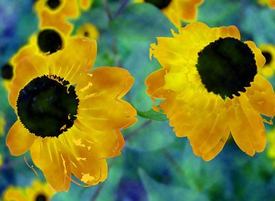 Black Eyed Susan 7