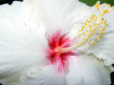 Hibiscus II