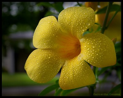 From the garden