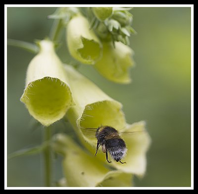 Bee in Flight