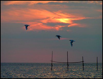 Sunset withseegulls