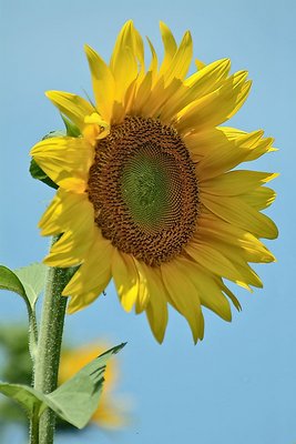 Sunflowers 2