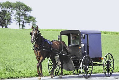 'Amish horse and buggy'