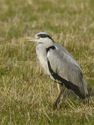 Heron 