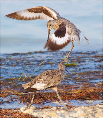 Squabble for foraging rights