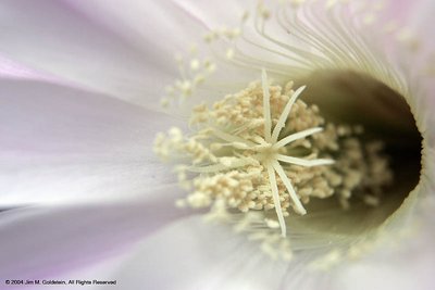 Flower In A Flower