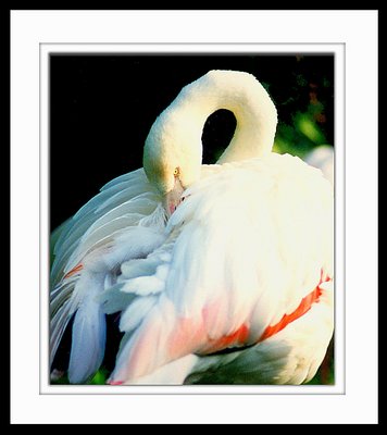 White Flamingo