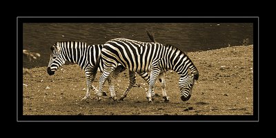 Zebras crossing!