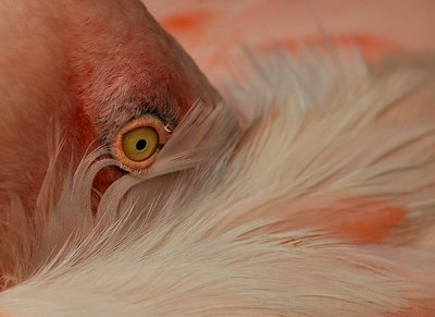 eye of the flamingo