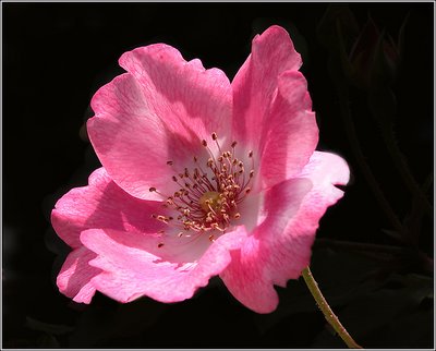 Wild Rose