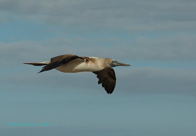 Blue footed booby - II