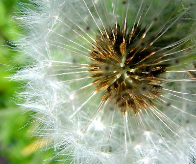 Dandelion stage 2