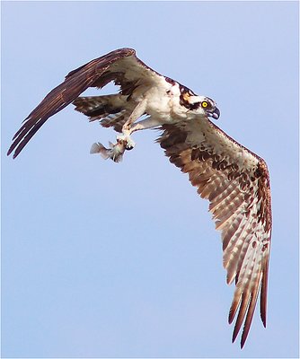 Osprey and fish