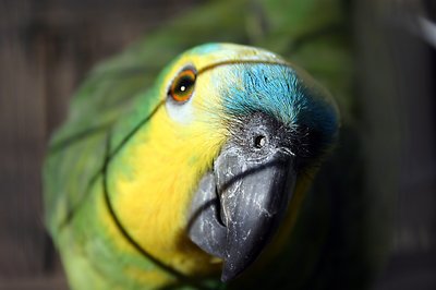 Parrot