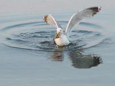 a crab havin problem with gull...