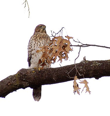 Hawk (in my tree)