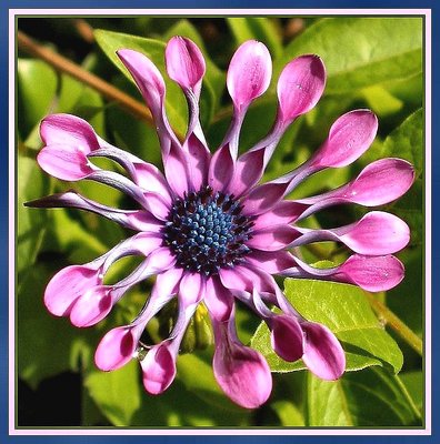 Flower Spoons