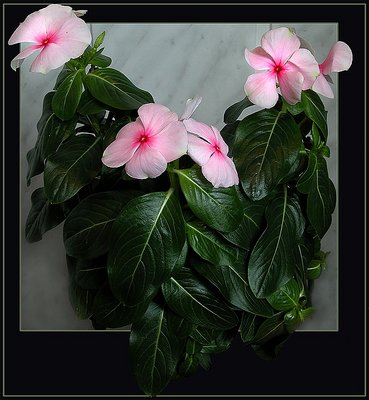 ***Catharanthus***