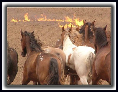 Bronko Stampede!