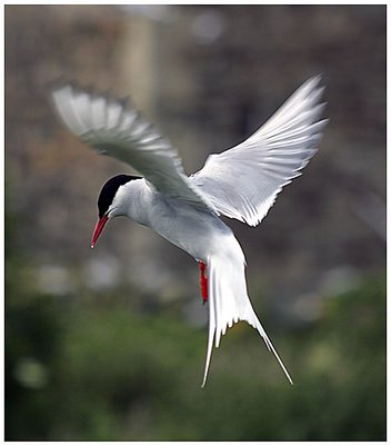 Arctic tern