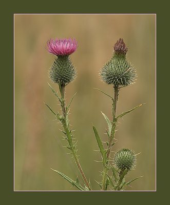 Thistle