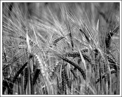 Lines of barley